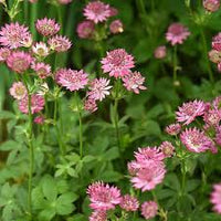 Heirloom Astrantia Flower seeds for Planting Cottage Garden Essential Heirloom & GMO Free Seeds for Home Garden