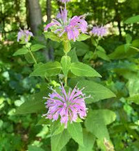 Purple Monarda Fistulosa Flower seeds for Planting - Sun Loving, Heirloom & GMO Free Seeds for Home Garden