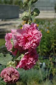 Pink Althaea Rosea Flower Seeds for Planting Low Maintenance Heirloom & GMO Free Seeds for Home Garden
 
 Sale