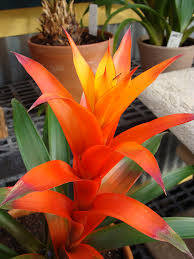 Orange Bromeliad Tillandsia Bulbosa Flower seeds for Planting - Cut Flower Favorite, Heirloom & GMO Free Seeds for Home Garden
