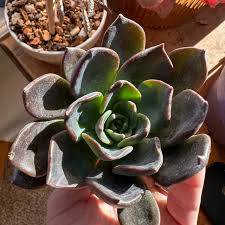 Black Green Succulent Flower Seeds for Planting – Heirloom NonGMO Hardy Garden Seeds for Home & Outdoor Pots
 
 Sale