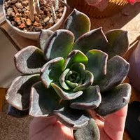 Black Green Succulent Flower Seeds for Planting – Heirloom NonGMO Hardy Garden Seeds for Home & Outdoor Pots
 
 Sale