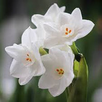 Easy Planting White Narcissus Flower Seeds