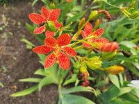 Red Leopard Flower seeds for Planting - Low Maintenance, Heirloom & GMO Free Seeds for Home Garden