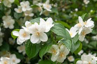 White Philadelphus Flower seeds for Planting - Hardy Variety, Heirloom & GMO Free Seeds for Home Garden