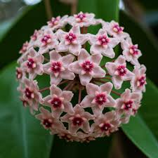 Bright Pink Hoya Flower Seeds for Planting Shade Tolerant Heirloom & GMO Free Seeds for Home Garden
 
 Sale