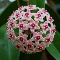 Bright Pink Hoya Flower Seeds for Planting Shade Tolerant Heirloom & GMO Free Seeds for Home Garden
 
 Sale