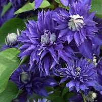 Purple Clematis Flower seeds for Planting - Fragrant Blossoms, Heirloom & GMO Free Seeds for Home Garden