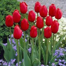 Burgundy Tulip Flower Seeds for Planting Cut Flower Favorite Heirloom & GMO Free Seeds for Home Garden
 
 Sale