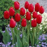 Burgundy Tulip Flower Seeds for Planting Cut Flower Favorite Heirloom & GMO Free Seeds for Home Garden
 
 Sale