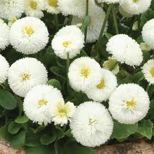White Bellis Perennis Flower seeds for Planting - Easy to Grow, Heirloom & GMO Free Seeds for Home Garden