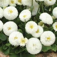 White Bellis Perennis Flower seeds for Planting - Easy to Grow, Heirloom & GMO Free Seeds for Home Garden