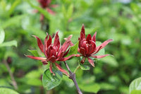 Maroon Carolina Allspice Flower seeds for Planting - Garden Favorite, Heirloom & GMO Free Seeds for Home Garden