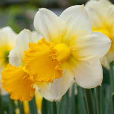Light Yellow Daffodil Flower Seeds for Planting – Heirloom NonGMO Organic Garden Seeds with High Germination
 
 Sale