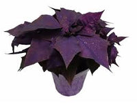 Violet Poinsettia Flower Seeds for Planting Vibrant Colors Heirloom & GMO Free Seeds for Home Garden
 
 Sale