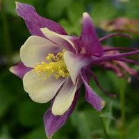 Purple White Aquilegia Flower seeds for Planting - Easy to Grow, Heirloom & GMO Free Seeds for Home Garden