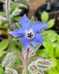 Heirloom Borago Officinalis Flower seeds for Planting Hardy Variety Heirloom & GMO Free Seeds for Home Garden