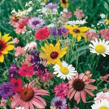 Yellow Pink Mini Violet Flower Seeds for Planting Wildflower Mix Heirloom & GMO Free Seeds for Home Garden
 
 Sale