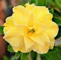 Pale Yellow Adenium Obesum Seeds – Heirloom & NonGMO Desert Rose for Home Gardens
 
 Sale