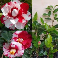 White Light Red Camellia Flower seeds for Planting - Seasonal Bloomer, Heirloom & GMO Free Seeds for Home Garden