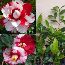 White Light Red Camellia Flower seeds for Planting - Seasonal Bloomer, Heirloom & GMO Free Seeds for Home Garden