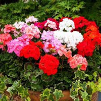 Geranium Mix Apple Blossom Seeds for Planting  Vibrant Annual Flowering Plants