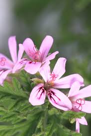 Rose Geranium Pelargonium Flower Seeds for Planting Cottage Garden Essential Heirloom & GMO Free Seeds for Home Garden
 
 Sale