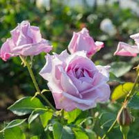 Pink Purple Climbing Rose Flower seeds for Planting - Garden Favorite, Heirloom & GMO Free Seeds for Home Garden