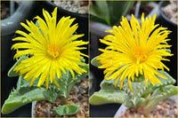 Yellow Faucaria Tigrina Flower seeds for Planting - Long Bloom Season, Heirloom & GMO Free Seeds for Home Garden