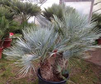 Gray Chamaerops Humilis Flower seeds for Planting - Colorful Display, Heirloom & GMO Free Seeds for Home Garden