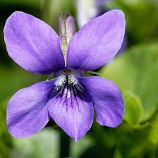 Viola Flower seeds for Planting Hardy Variety Heirloom & GMO Free Seeds for Home Garden