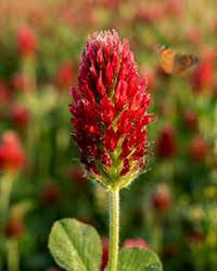 Red Crimson Flower seeds for Planting - Vibrant Colors, Heirloom & GMO Free Seeds for Home Garden