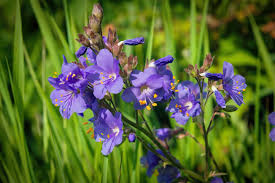 Jacob's Ladder Flower seeds for Planting Perfect for Borders Heirloom & GMO Free Seeds for Home Garden