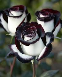 Gray White Rose Flower Seeds for Planting Pollinator Friendly Heirloom & GMO Free Seeds for Home Garden
 
 Sale