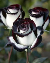 Gray White Rose Flower Seeds for Planting Pollinator Friendly Heirloom & GMO Free Seeds for Home Garden
 
 Sale