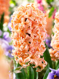 Orange Higanbana Flower Seeds for Planting Seasonal Bloomer Heirloom & GMO Free Seeds for Home Garden
 
 Sale