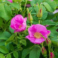 Rosa Rugosa Flower seeds for Planting - Low Maintenance, Heirloom & GMO Free Seeds for Home Garden