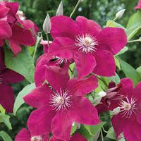 Deep Pink Clematis Flower seeds for Planting - Drought Tolerant, Heirloom & GMO Free Seeds for Home Garden