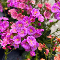 Lewisia Flower seeds for Planting - Colorful Display, Heirloom & GMO Free Seeds for Home Garden