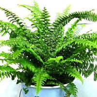 Green Fern for Planting heirloom & NonGMO Seeds Hardy Variety Heirloom & GMO Free Seeds for Home Garden
 
 Sale