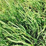 Sea Bean Vegetable Seeds for Easy Planting