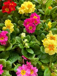 Mixed Primula Malacoides Flower seeds for Planting - Compact Growth, Heirloom & GMO Free Seeds for Home Garden