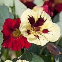 White Red Nasturtium Flower Seeds Compact Growth Heirloom NonGMO Organic Garden Seeds for Planting
 
 Sale