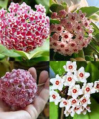 Mixed Colour Hoya Flower Seeds for Planting Shade Tolerant Heirloom & GMO Free Seeds for Home Garden
 
 Sale