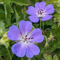 Blue Climbing Geranium Flower Seeds for Gardening