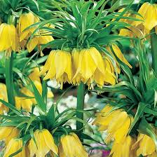 Yellow Imperial Crown Fritillaria Flower seeds for Planting - Premium Quality, Heirloom & GMO Free Seeds for Home Garden