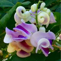 Vigna Caracalla Flower seeds for Planting - Cottage Garden Essential, Heirloom & GMO Free Seeds for Home Garden
