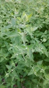 Green Catnip Seeds for Easy Planting