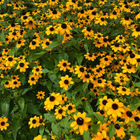 Dark Yellow Mini Sunflower Seeds for Planting – Premium Quality Heirloom & NonGMO Seeds for Home Garden
 
 Sale