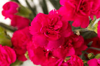 Pink Carnation Flower seeds for Planting - Garden Favorite, Heirloom & GMO Free Seeds for Home Garden